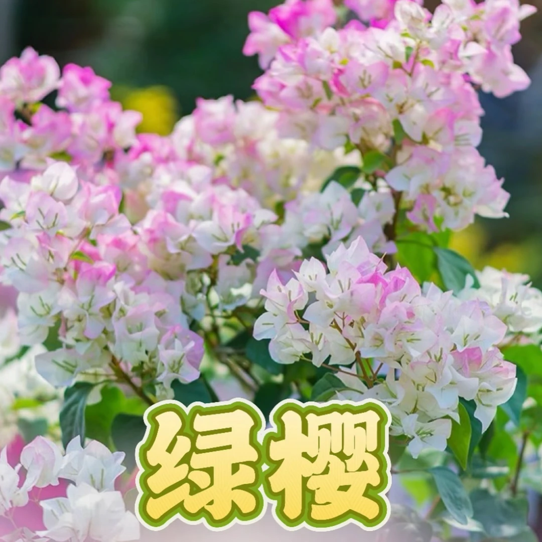 【绿樱】三角梅盆栽（运输过程掉花掉叶属于正常现象 介意勿拍 ）