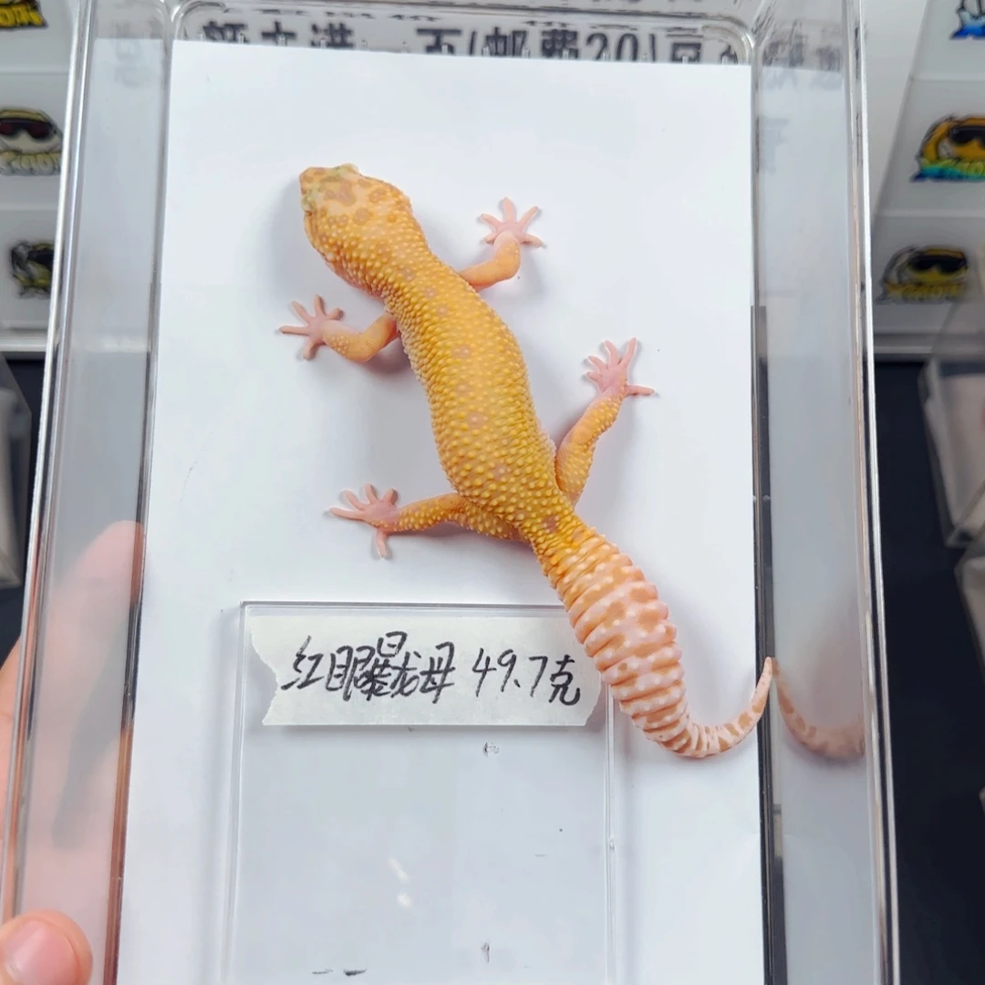 豹纹守宫红眼暴龙妹妹