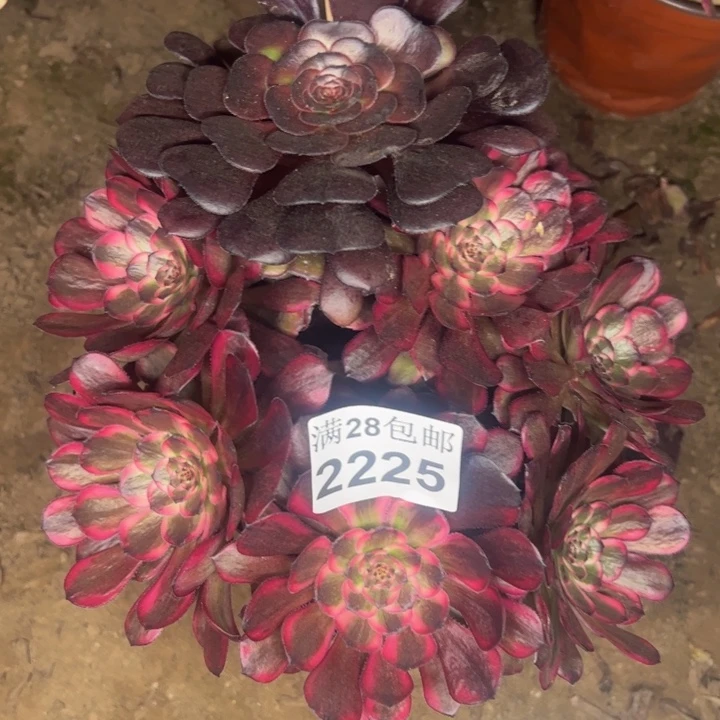 2225红金刚多肉植物