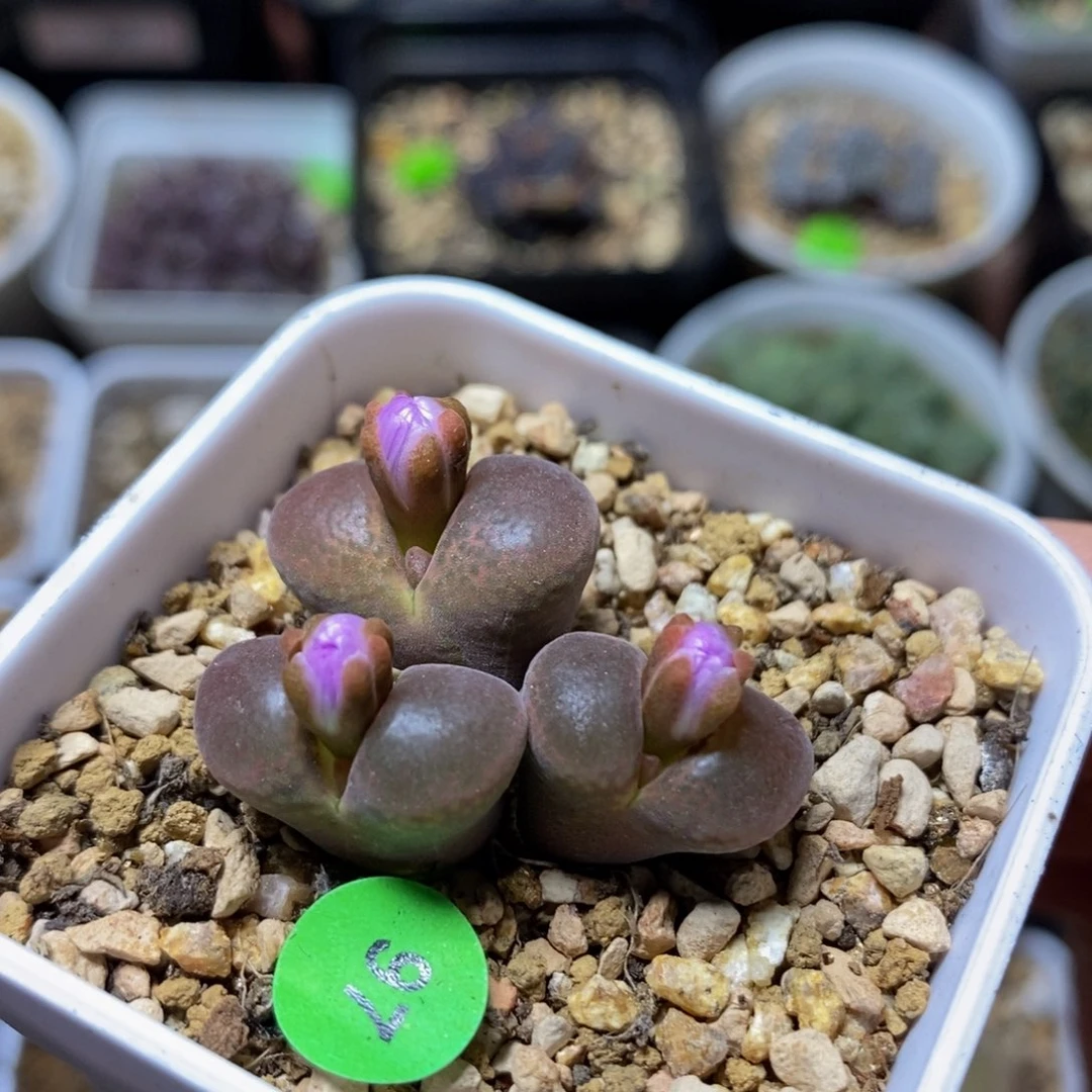 漂漂亮亮多肉植物97