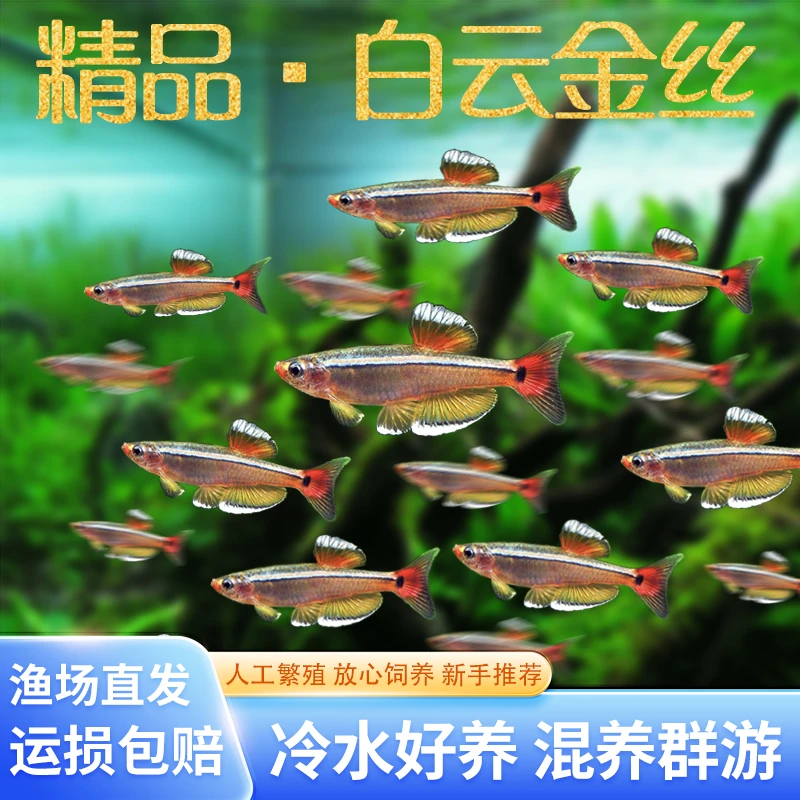 冷水鱼金丝灯鱼小型观赏鱼灯科鱼好养耐活白云金丝人工原生鱼群游