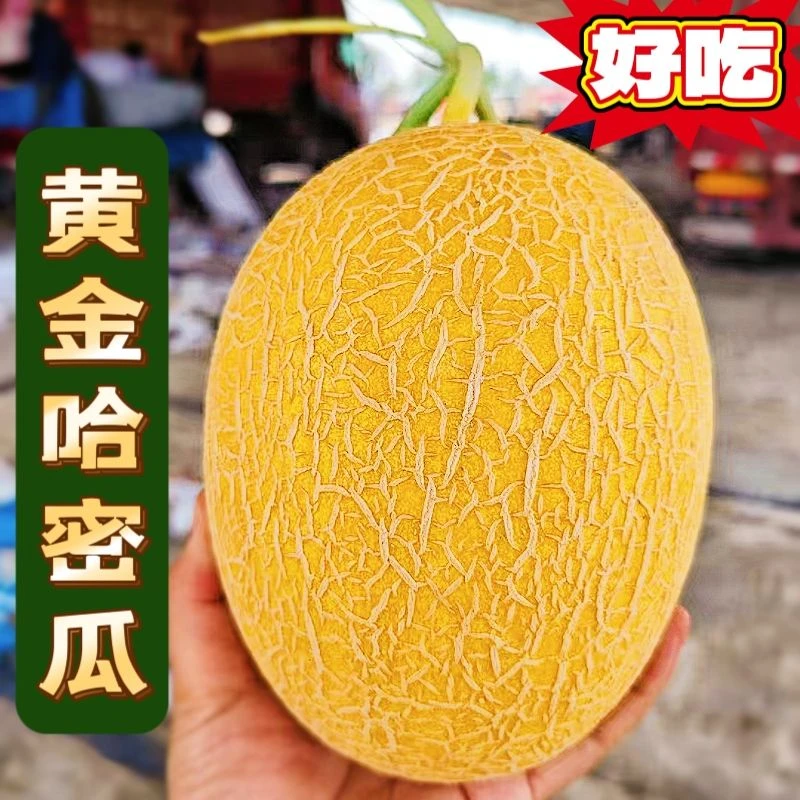 新疆吐鲁番火焰山黄皮哈密瓜当季新鲜脆甜多汁水果