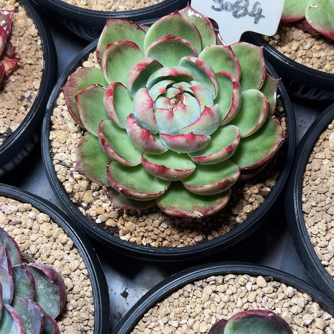 咪***悦惊鸿仙子一物一拍3084号