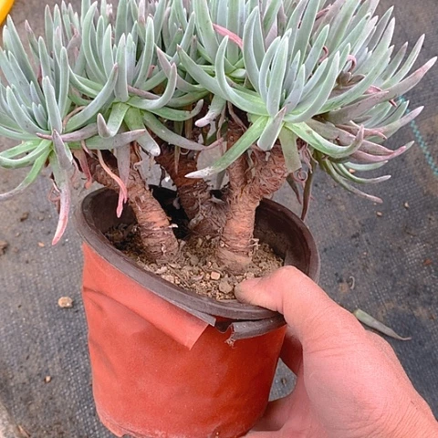 223爱杜丽丝仙女杯多肉植物