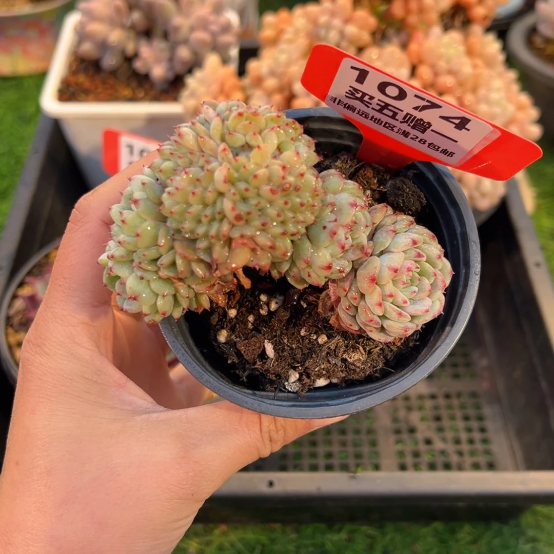 表妹精品多肉1074.