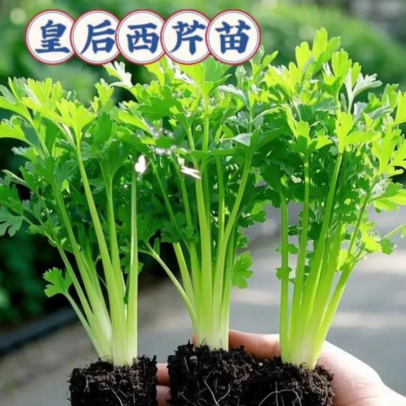 四季小香芹春秋四季实心芹菜苗绿植室内阳台高产皇后西芹洋芹苗秧