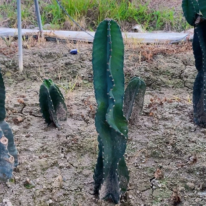 凡***完全开放秘鲁苹果裸根发货