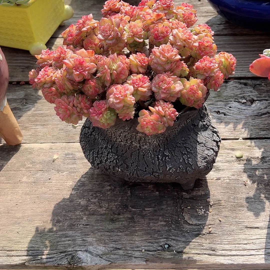 g***凉腊牡丹带盆多肉植物