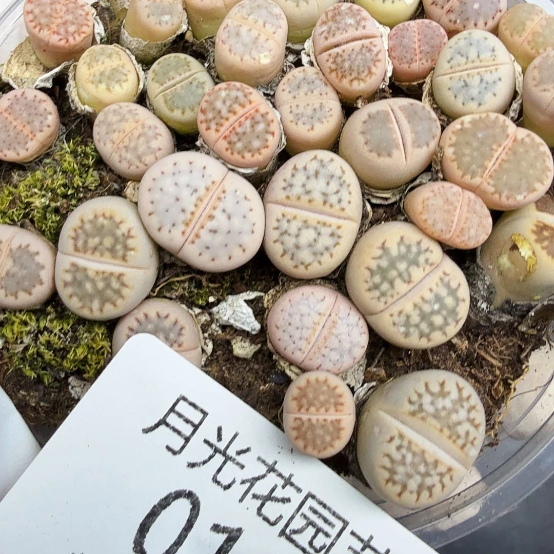 不过他不可能再来这里018