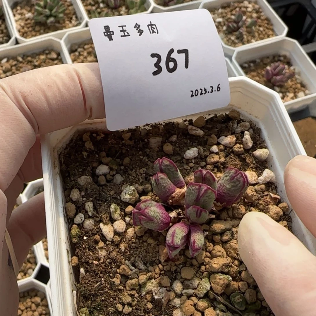b****贝多肉多肉多肉367
