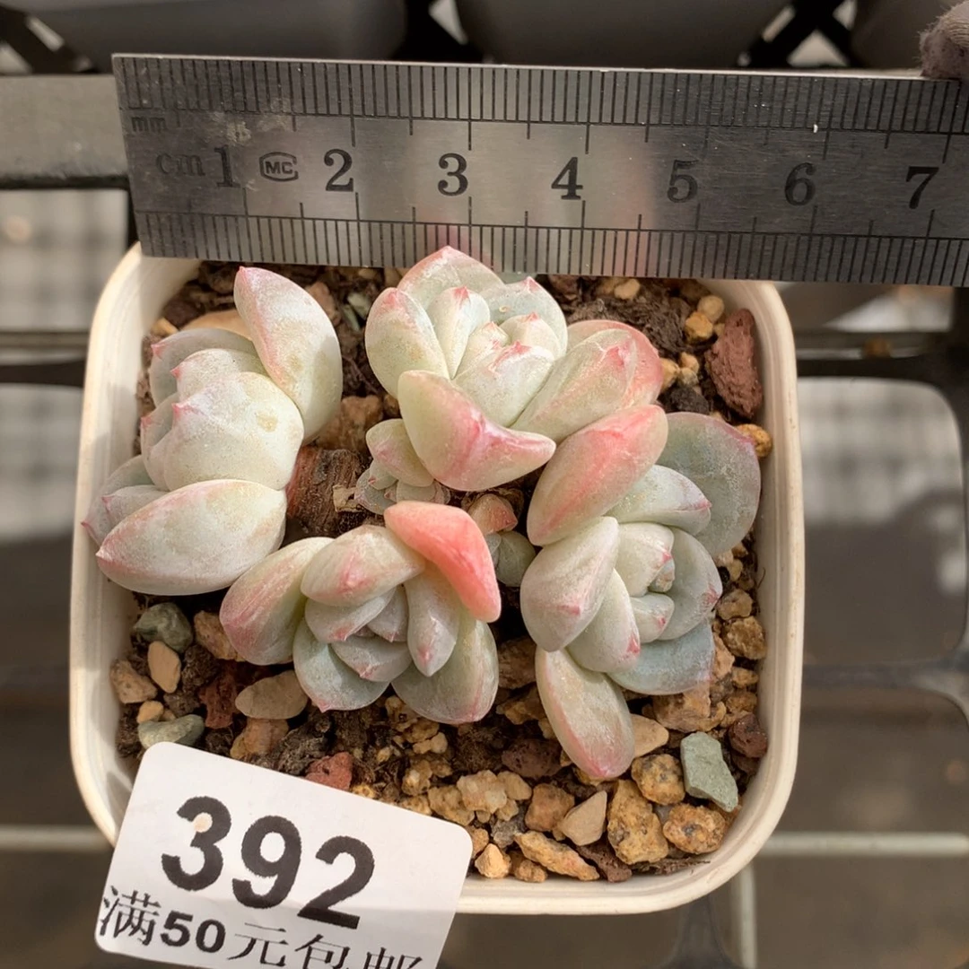 392。六头翡翠冰玉老桩。