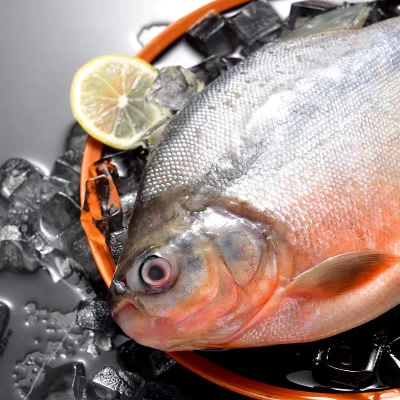 4大条6斤超大新鲜红鲳鱼1.3斤-1.6斤/条鲳鱼 肉厚刺少肉质鲜美