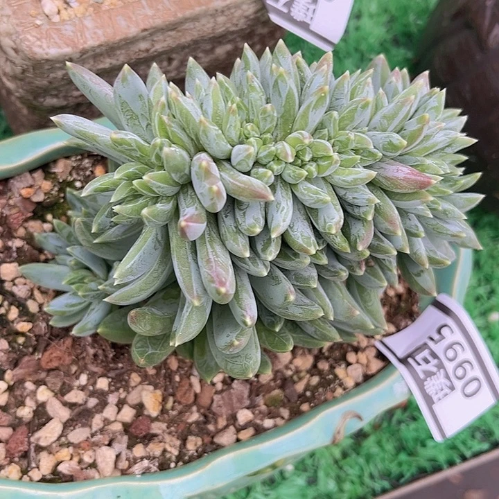 炫彩星缀0995多肉植物