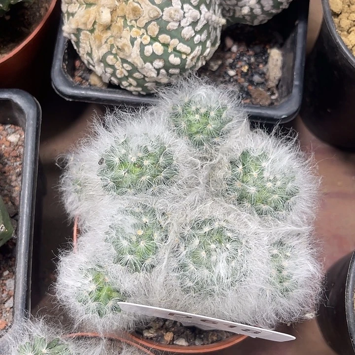 仙人球开花仙人球上