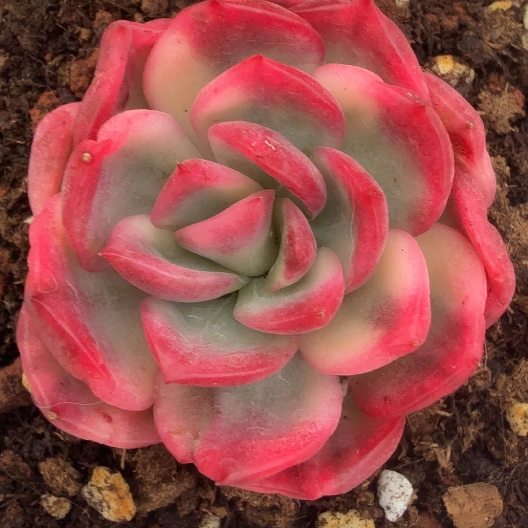 东云锦，多肉植物。