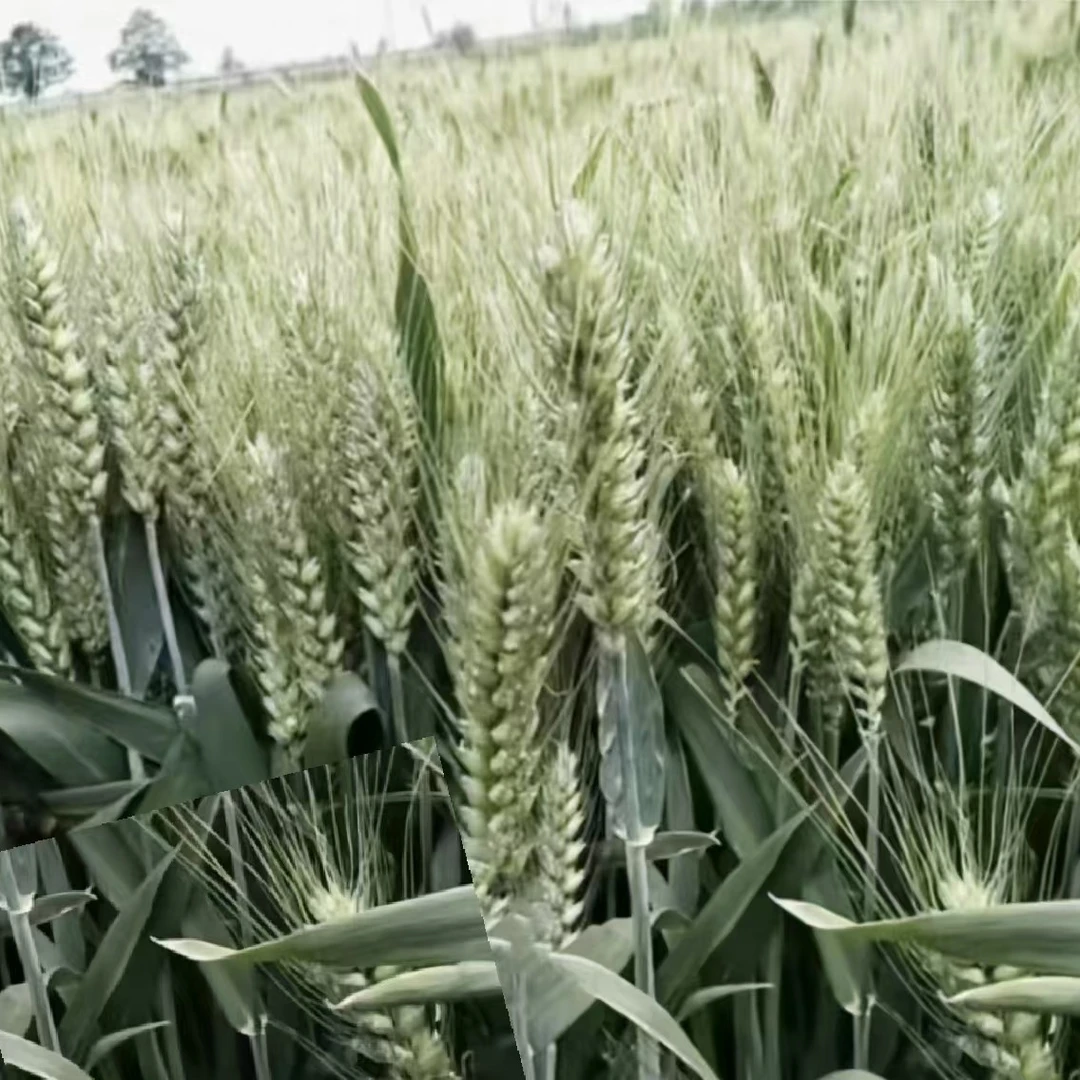 小麦增产灌桨膨籽防干热风肥1单5亩