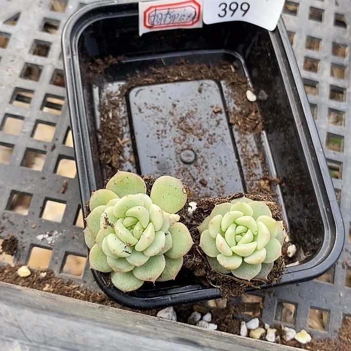 标399相柳穴盘2颗