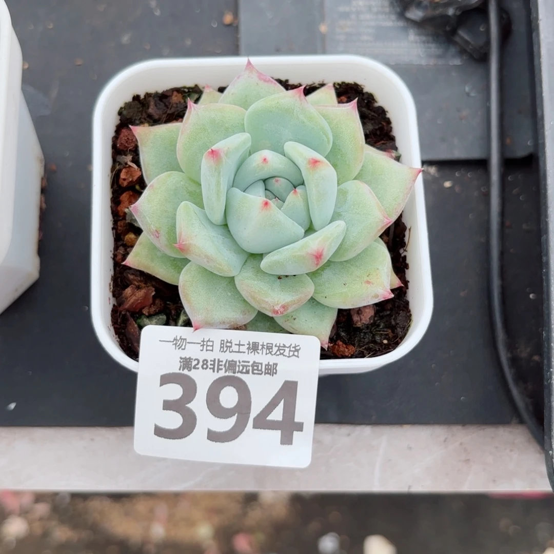 白拉糖多肉无盆土发货
