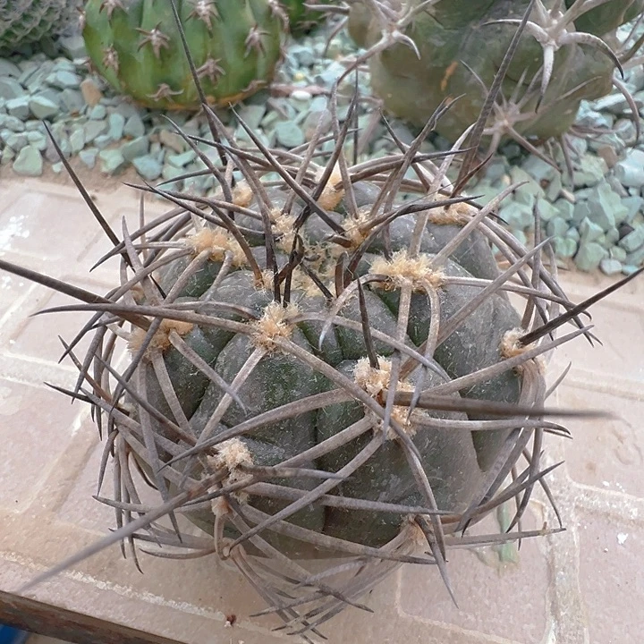 中刺阵太刀。苗接落地自根。