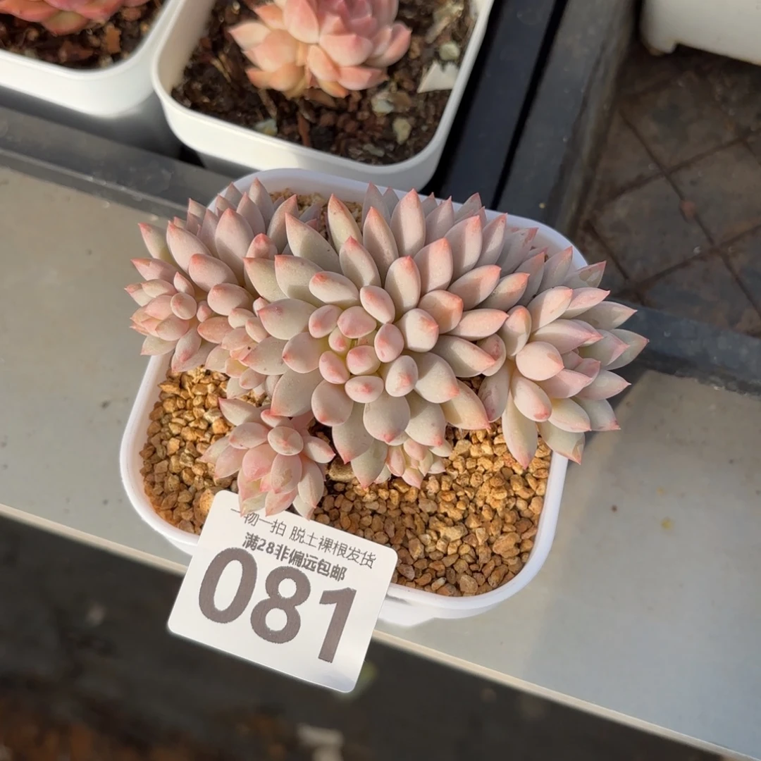 明珠多肉无盆土发货