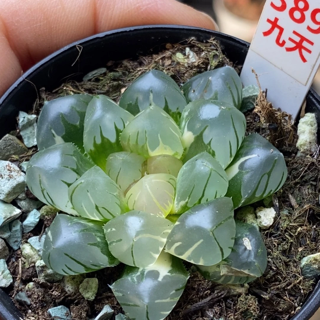 389号水中月玉露锦