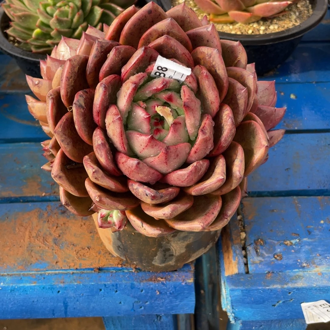 无花朵若如东云组拍B877