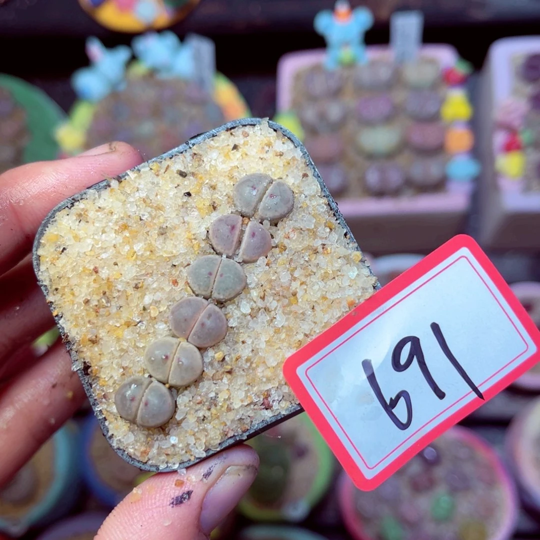 691生石花带盆发1