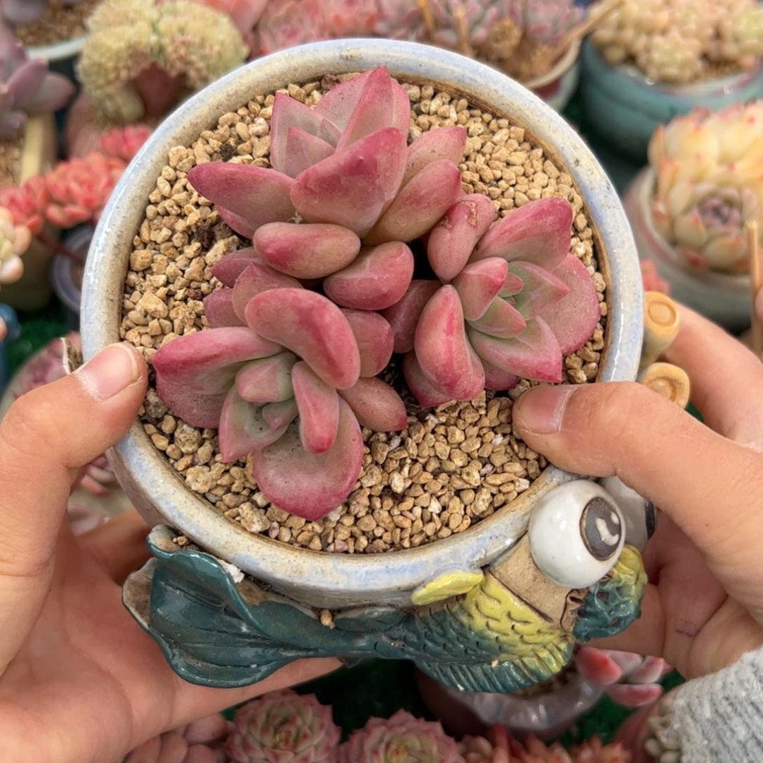 奶****?238 多肉植物组合盆栽