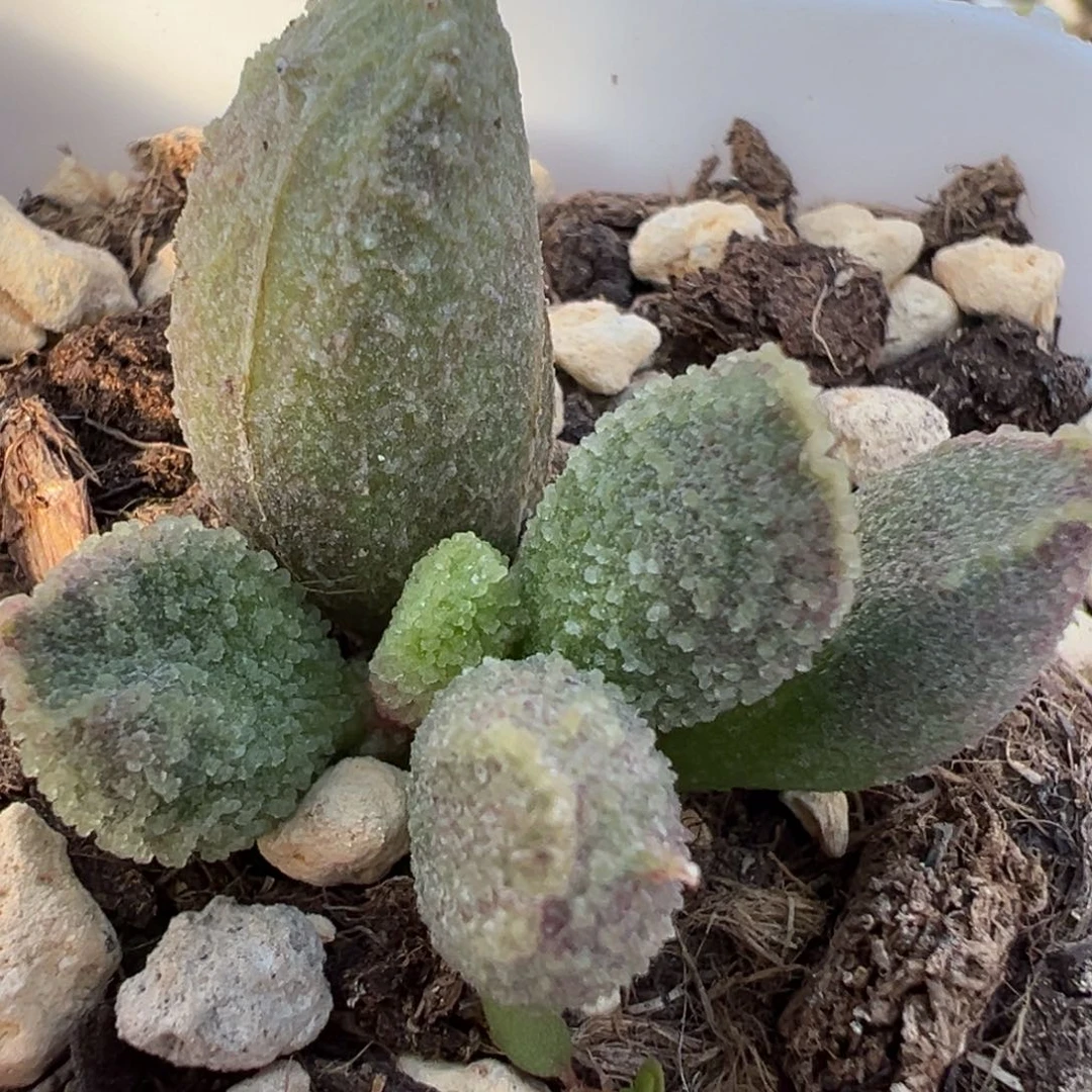 冰沙感实生新品大苗多肉