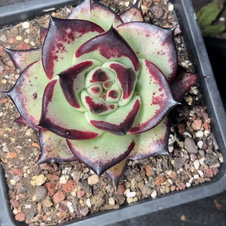 特惠宽叶1111111111