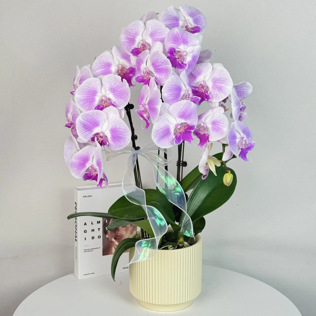 蝴蝶兰【爱丽丝】高档大气带条纹 好养耐养 基地直发3-3