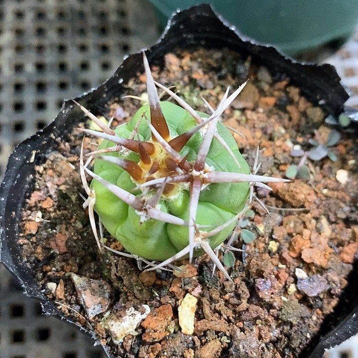 孤品实生顶级爆种特粗刺五十铃碧岩玉95号