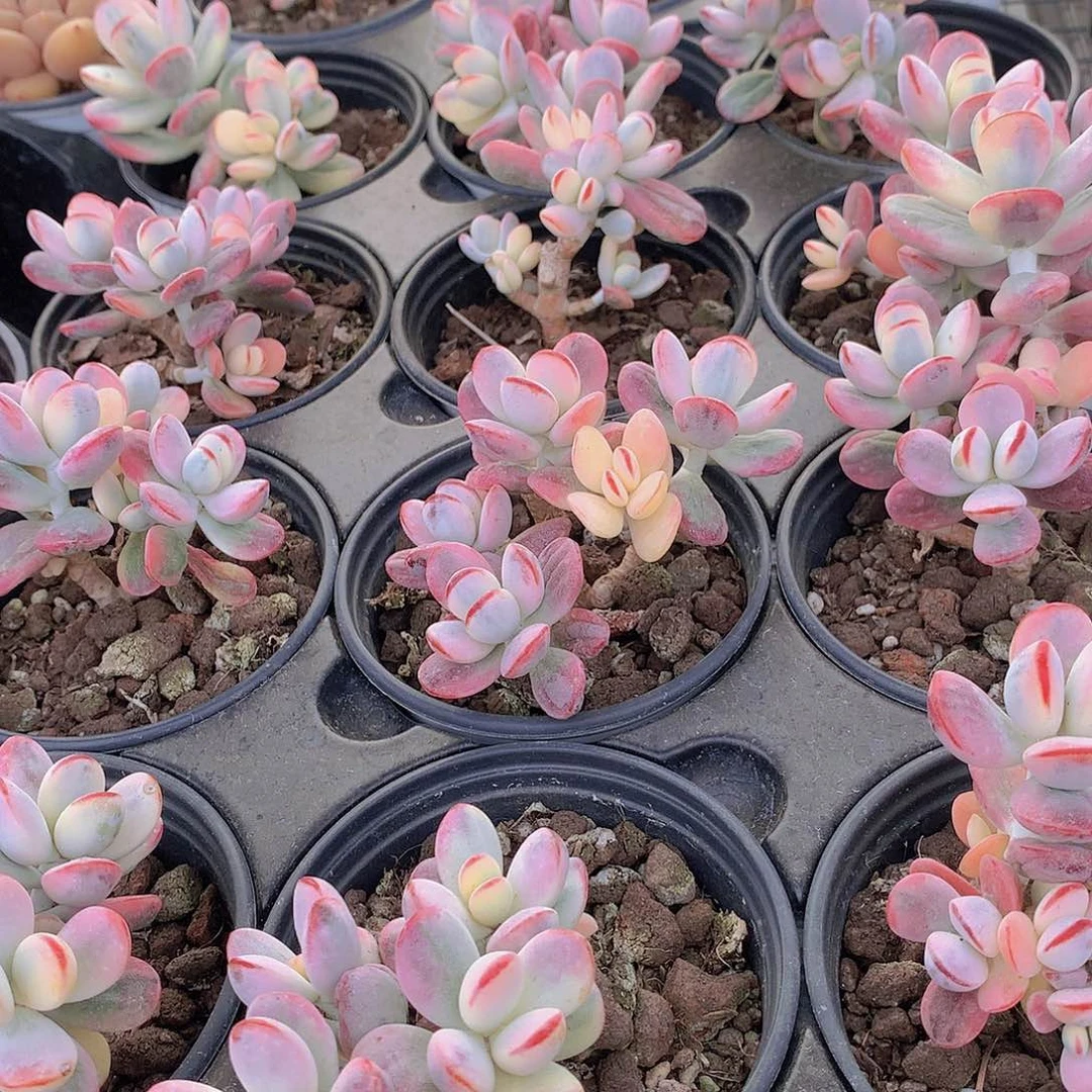 福娘锦23556789990000