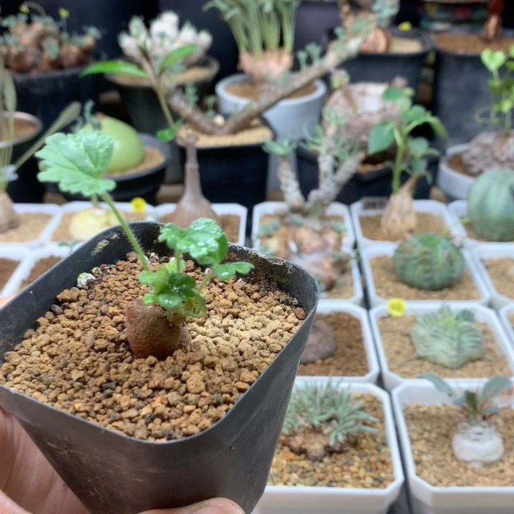 香叶杨葵母本带盆