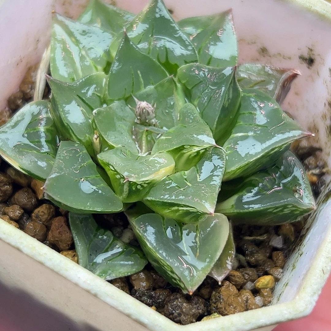 摩迪卡母本锦十二卷多肉