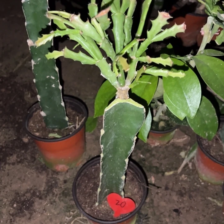 蟹***兰当前无花栽培后可以开花米姿20