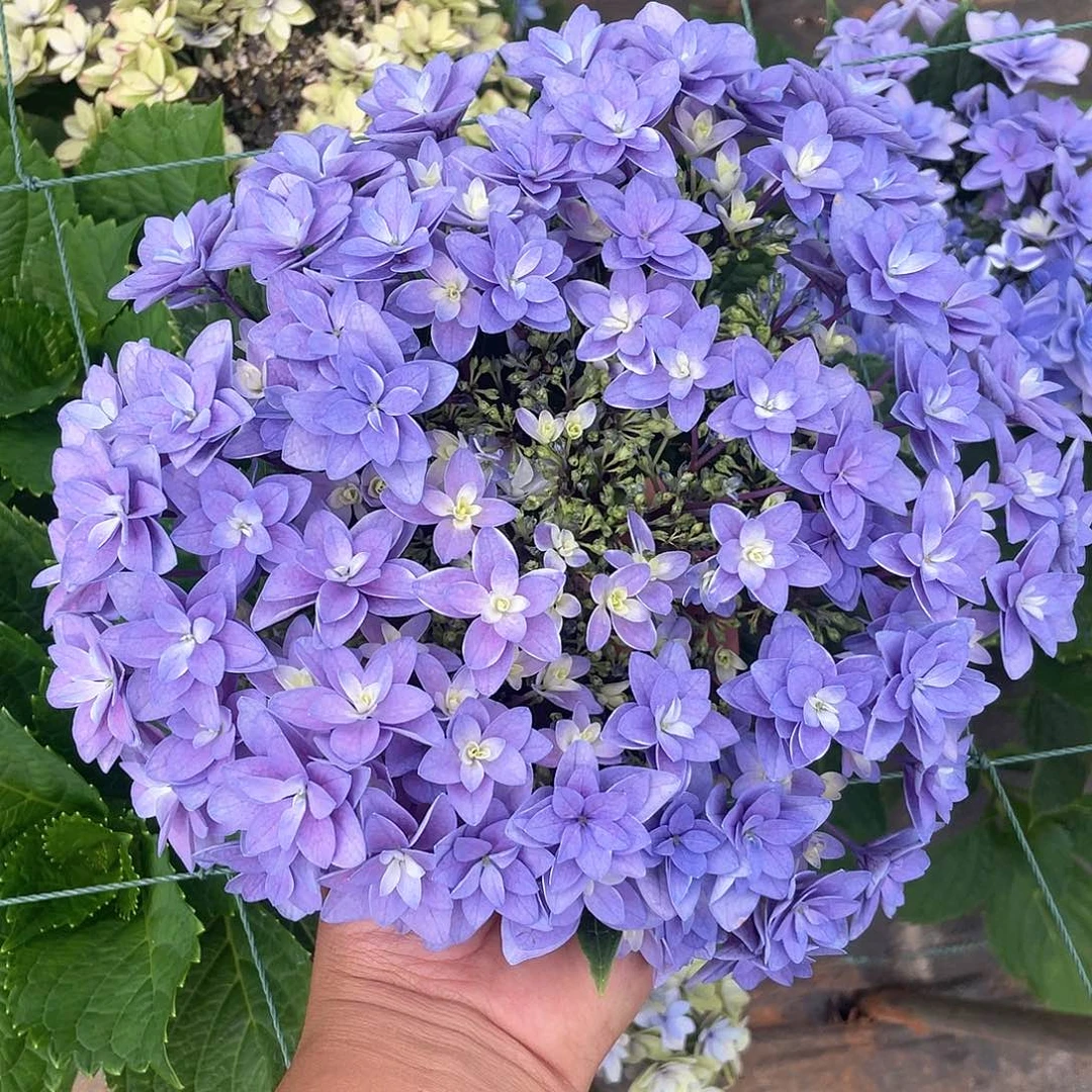 绣球切花一物一拍3枝包邮，146