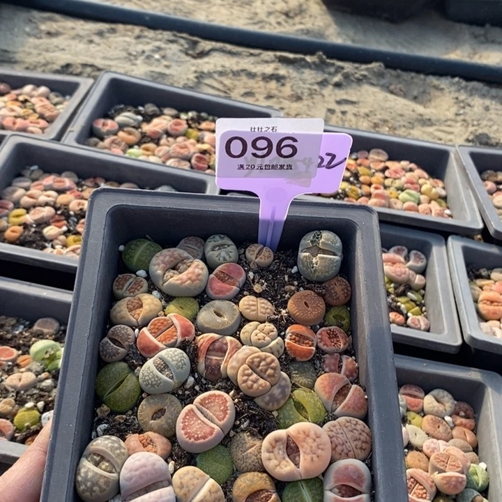 一*096生石花小苗