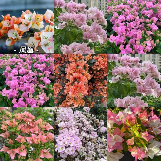 三角梅掌中宝清货原盆原土