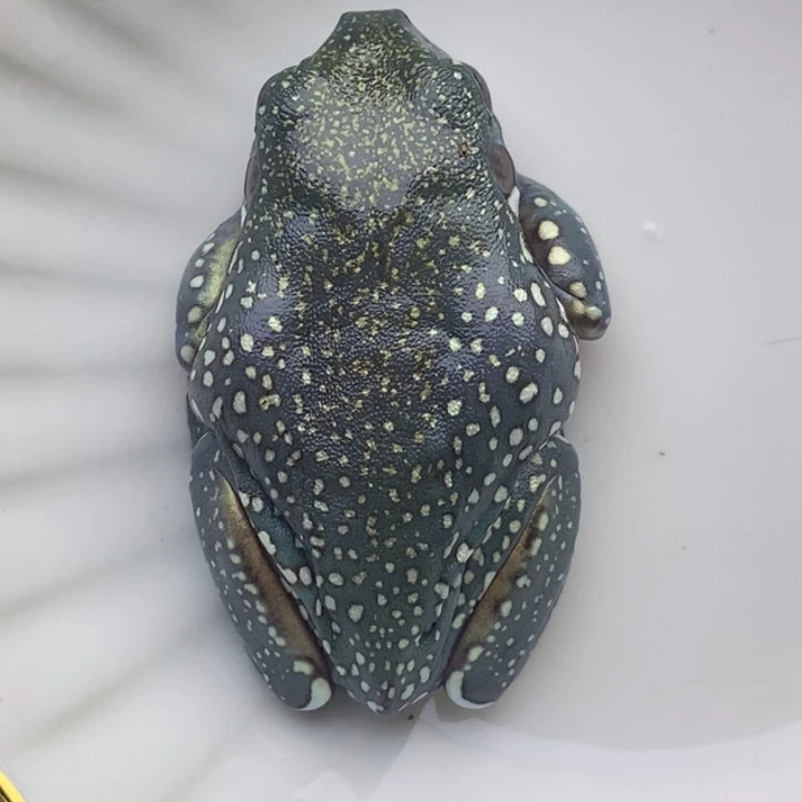 老爷树蛙24h蓝子代16号宝石蓝暴雪