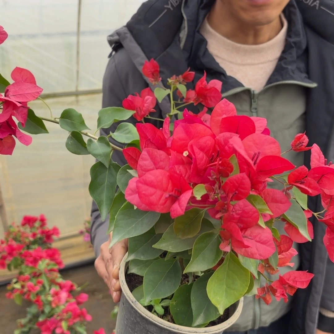 完全开放（索菲亚枣红）三角梅会落花落叶会光杆苗有大有小