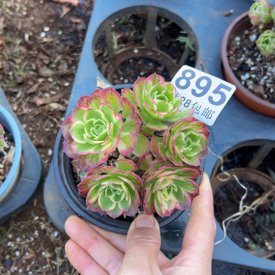 多肉植物895无售后