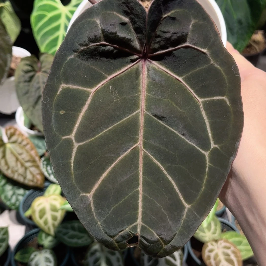 不开花植物紫水晶杂