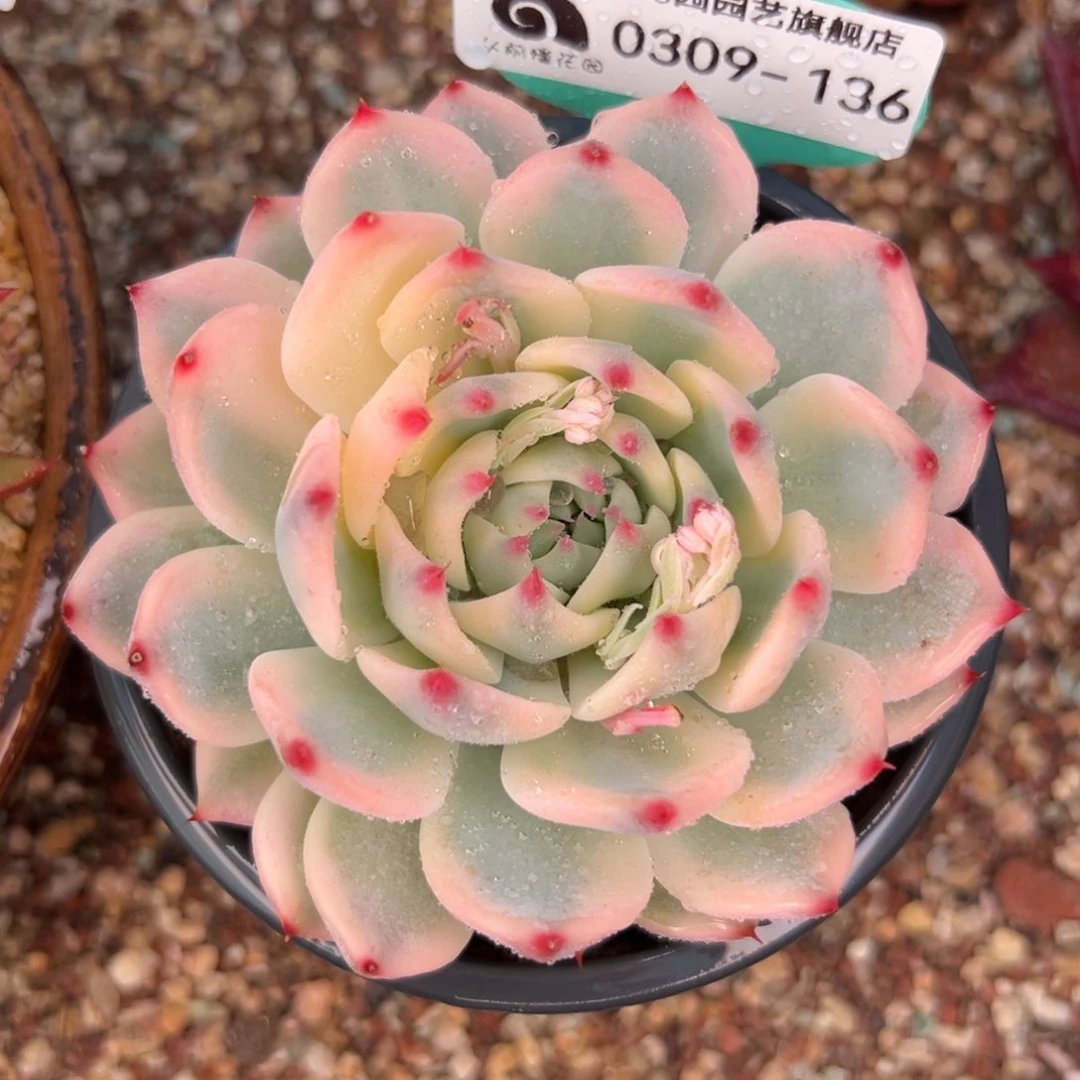 多肉一物一拍0309-136