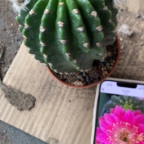 阿尔特娜丽花仙人球256778