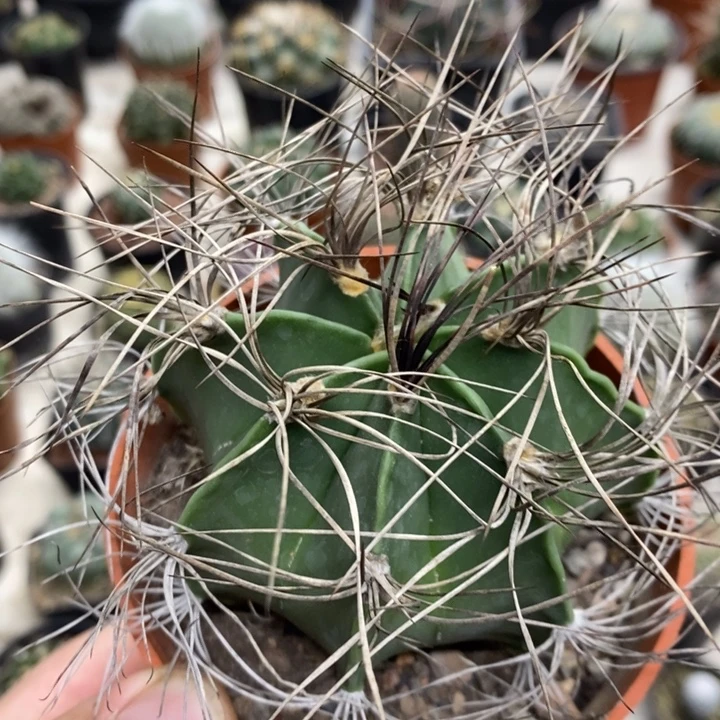 实生瑞凤玉特价福利