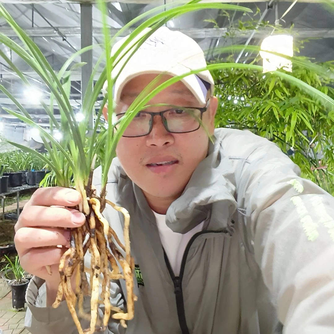 在***d无花朵蕙兰翠萼兰花