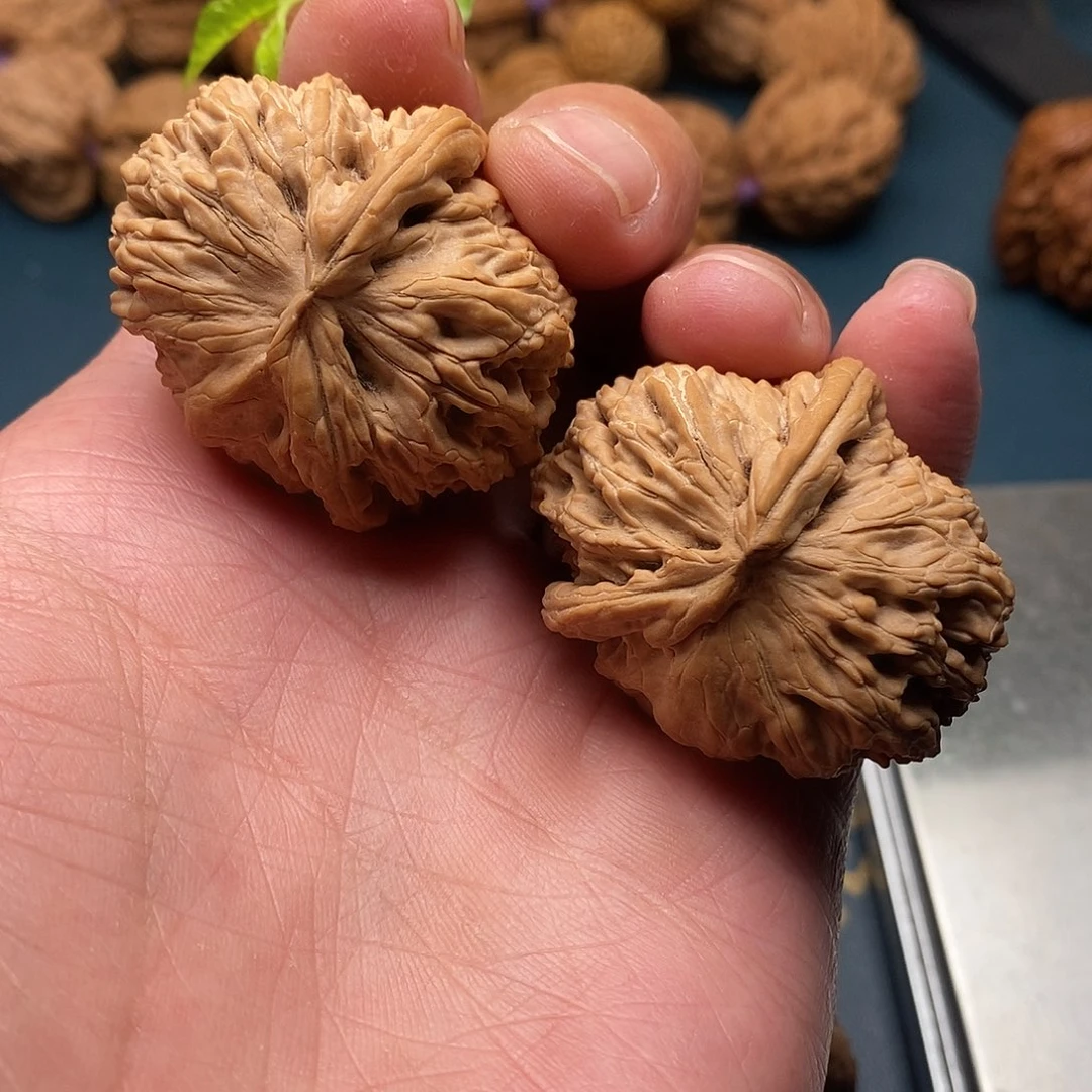 文玩核桃白狮子异性全品