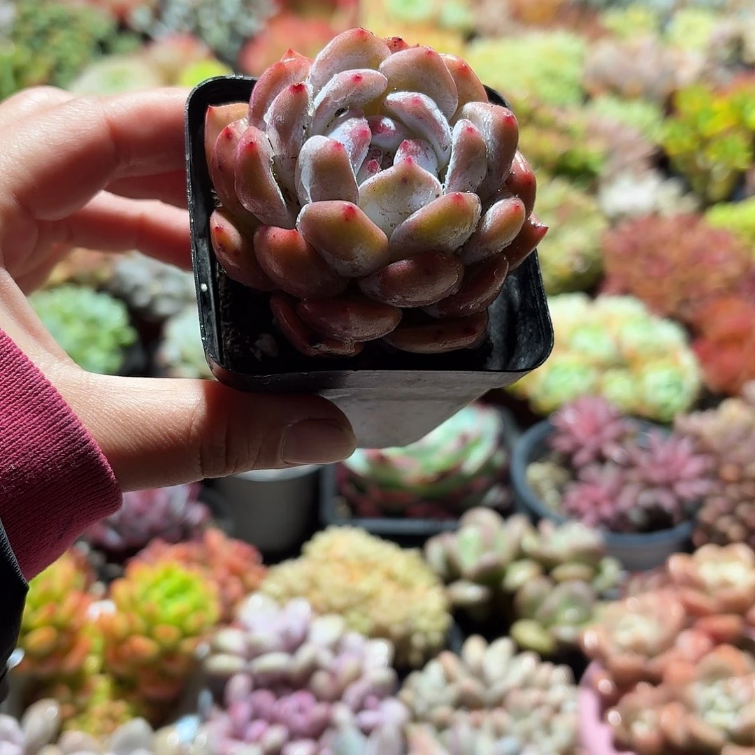 橙梦露多肉7㎝盆单头