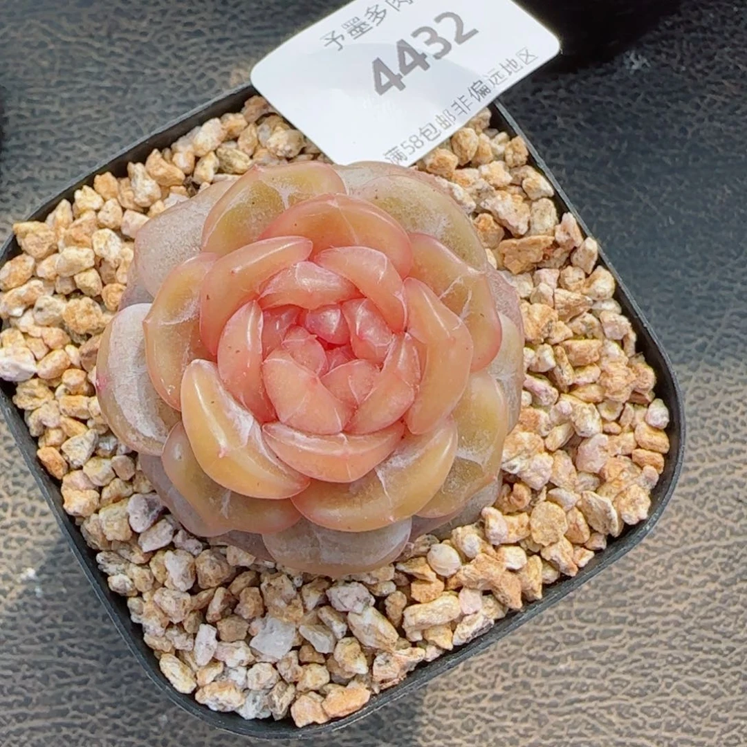 糖璃，4432多肉植物